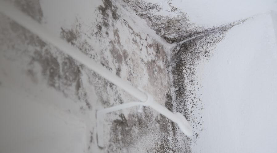 Why choose water damage restoration service for commercial flood cleanup in Glendale